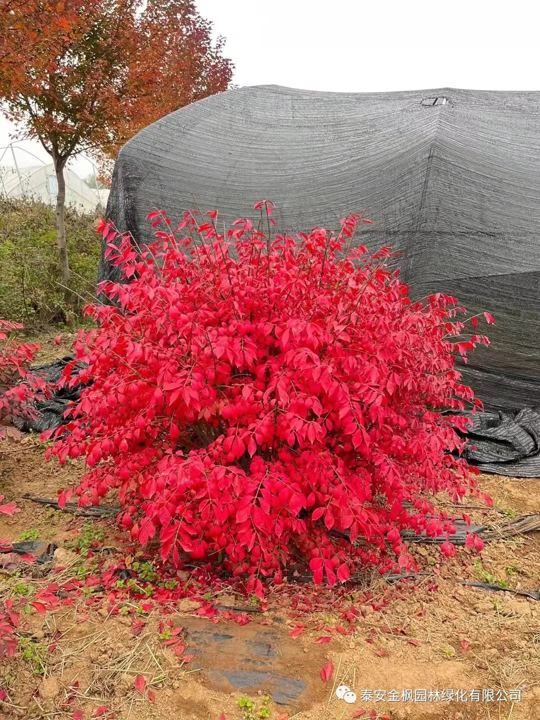 BY09-B01（老款臥式包子機(jī)）