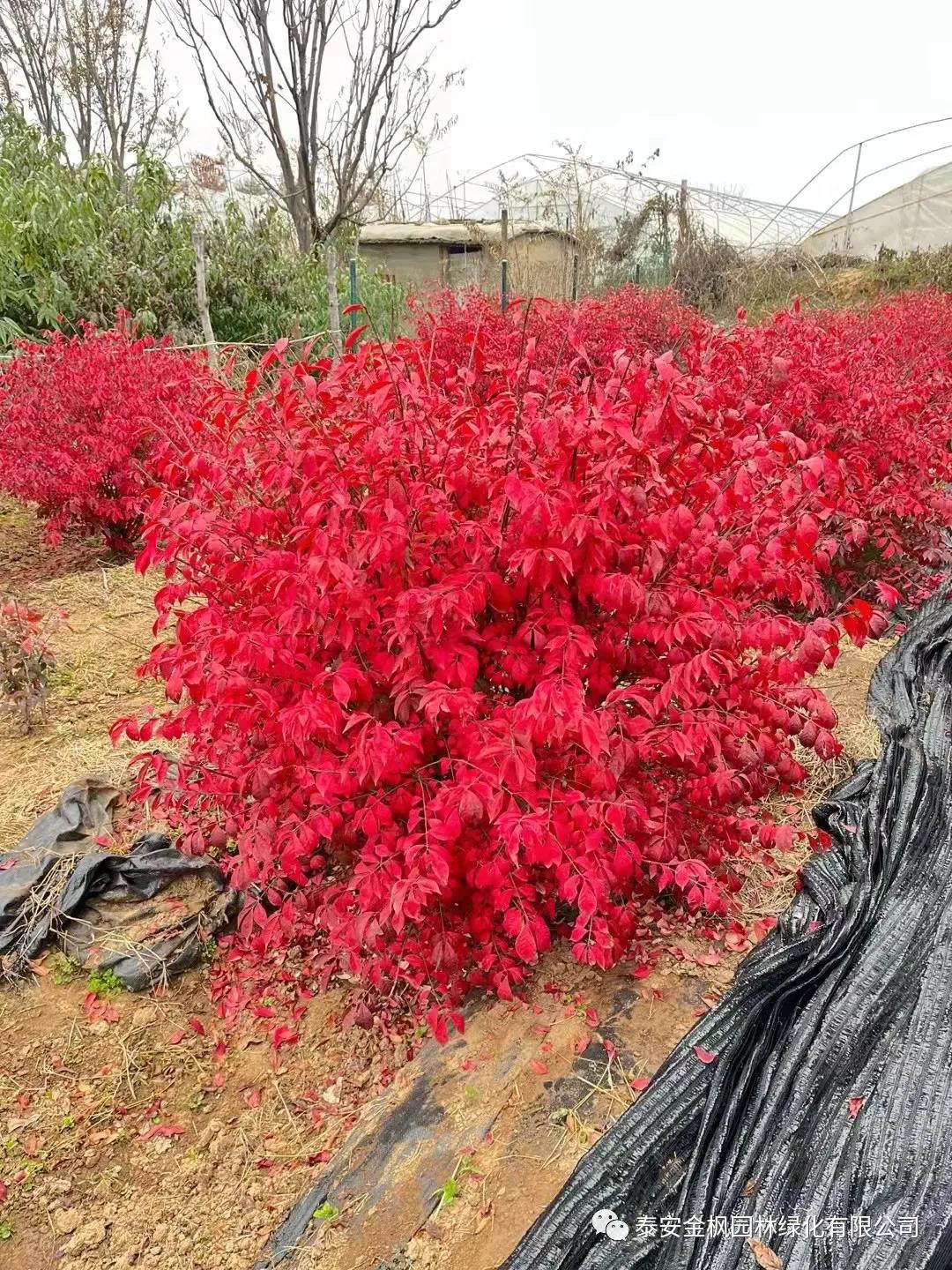 BY09-B02(老款臥式包子機(jī))