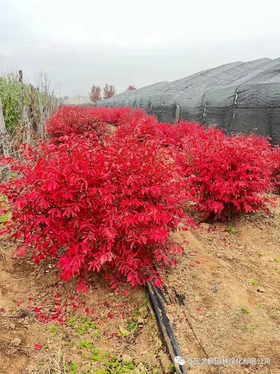 BY10-B02（臥式雙推進(jìn)直供式包子機(jī)）