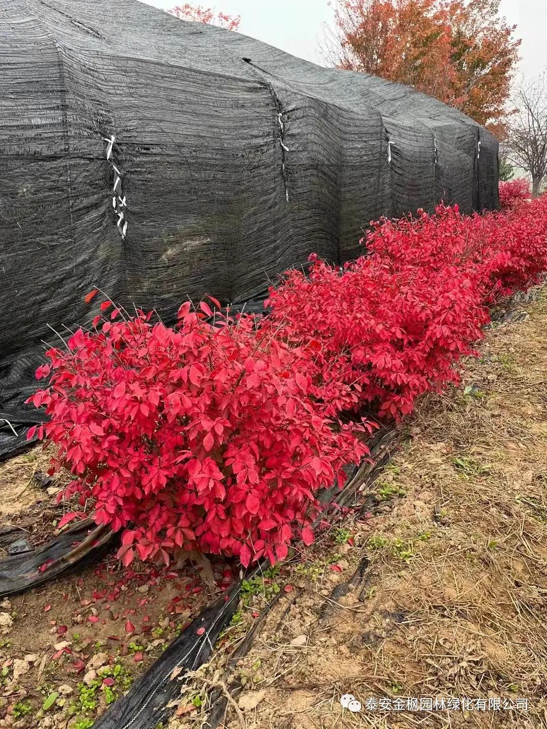 BY10-B03（旋渦式輸餡系統(tǒng)包子機(jī)）