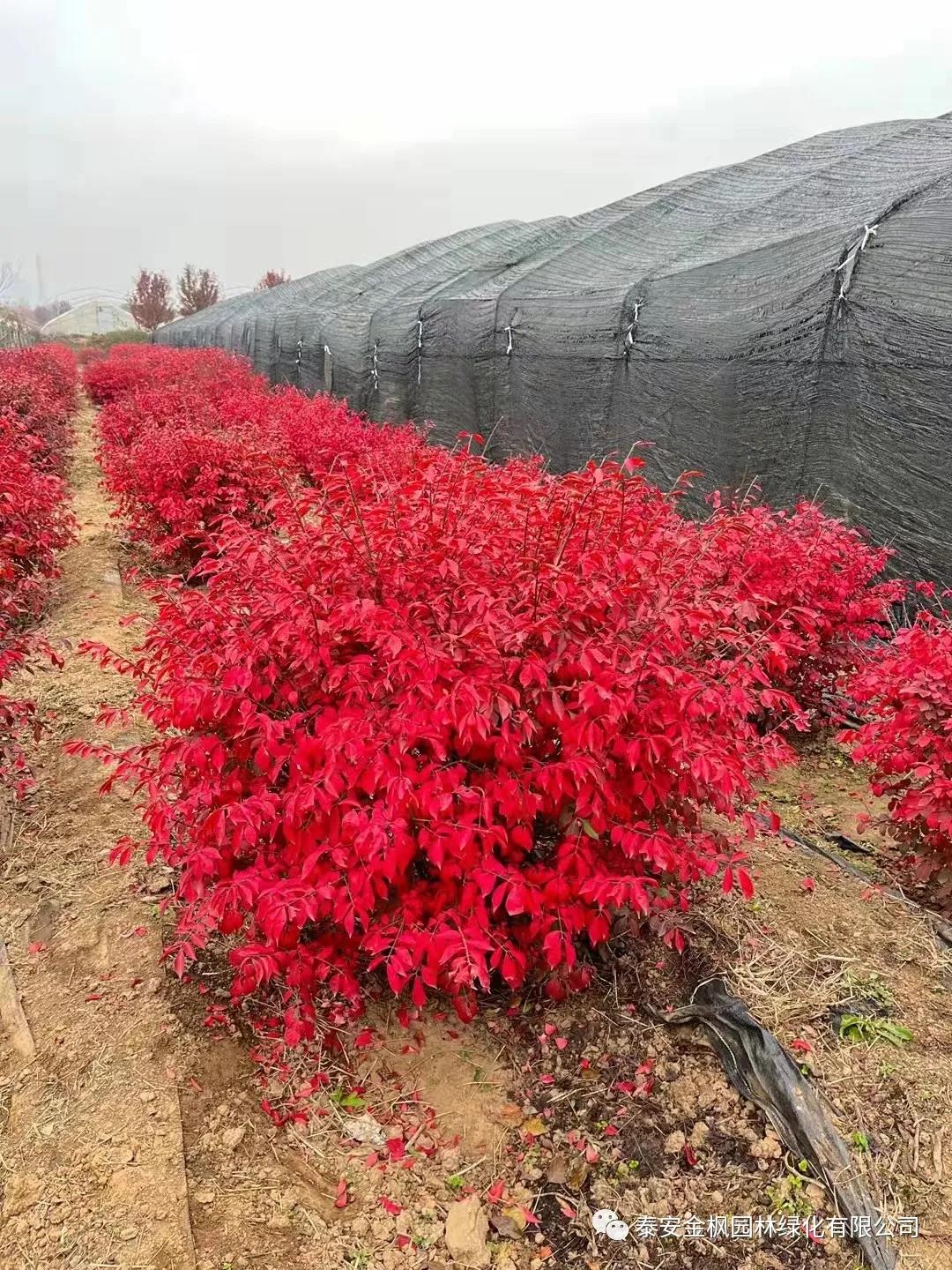 BY11-S（12道花紋立式直供式輸餡包子機(jī)）