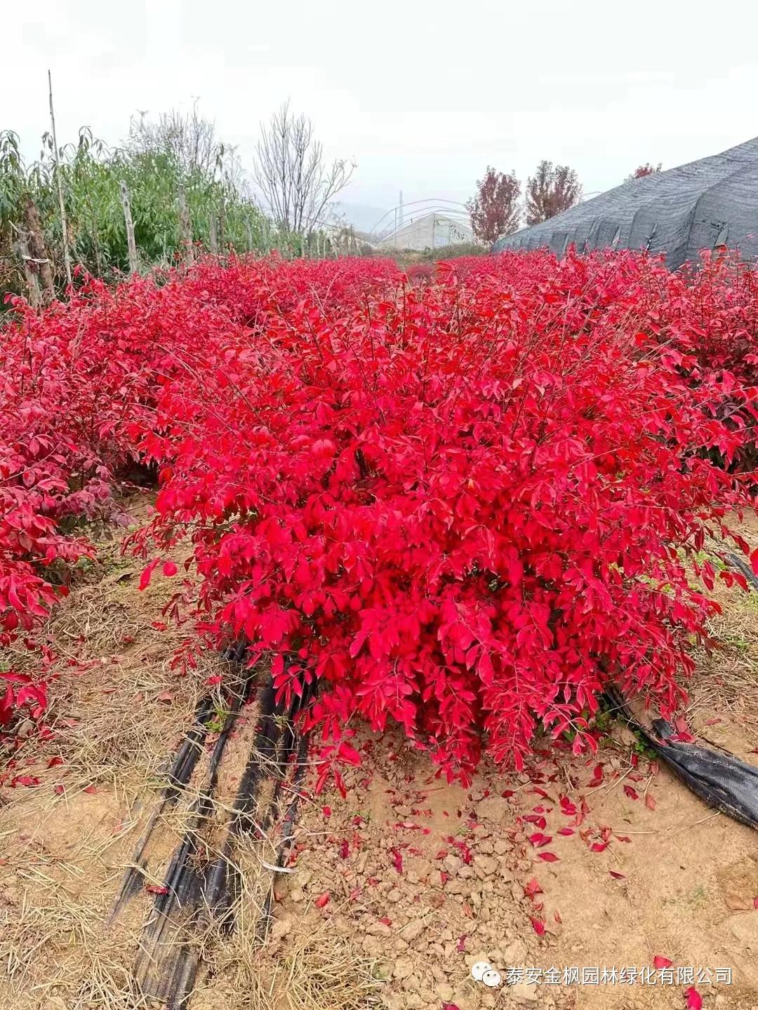 BY11-B06（實(shí)惠版半臥式包子機(jī)）